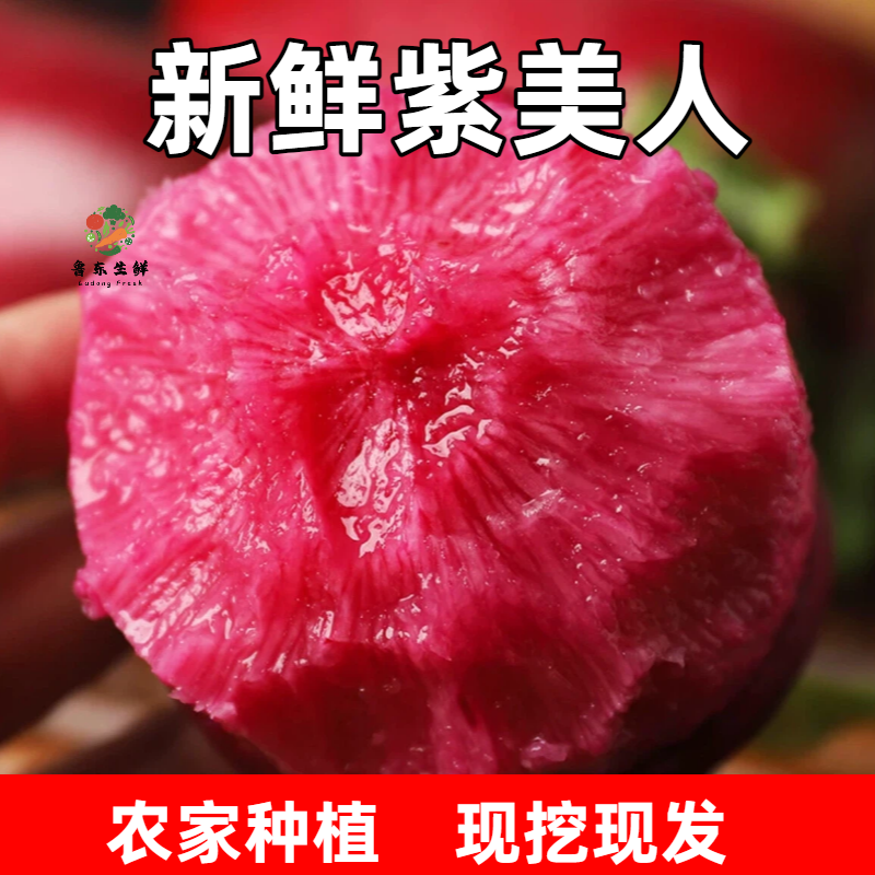 【实力货源】紫美人萝卜新鲜即食现摘现发全国供应