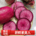 【实力货源】紫美人萝卜新鲜即食现摘现发全国供应