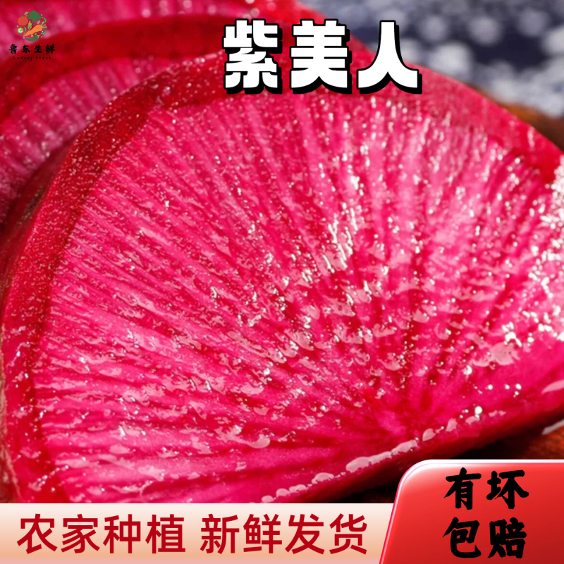 【实力货源】紫美人萝卜新鲜即食现摘现发全国供应