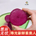 【实力货源】紫美人萝卜新鲜即食现摘现发全国供应