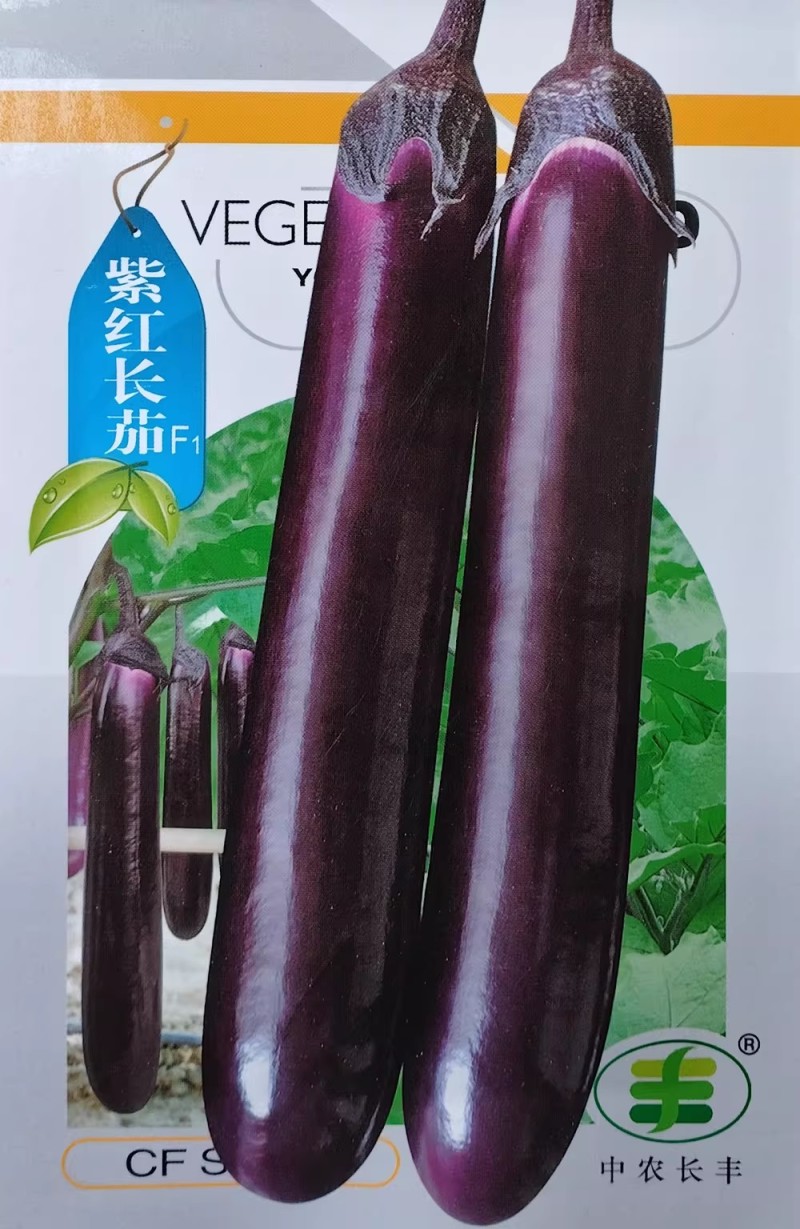 紫红长茄种子耐热耐湿果肉白色细嫩优质高产紫红茄子种籽