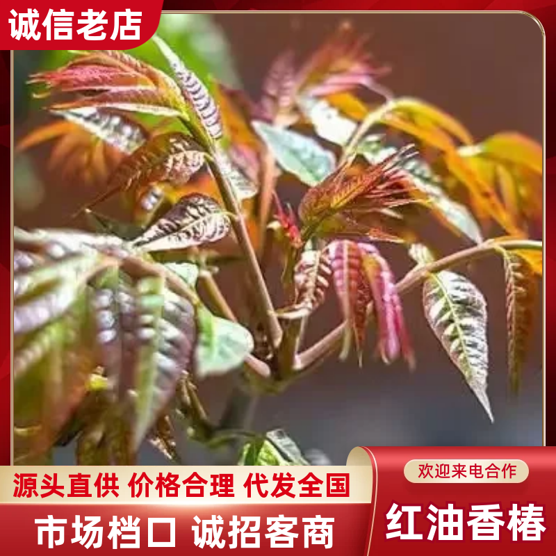 红油香椿芽品质保证服务周到产地直发视频看货欢迎联系。