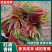 2026山西精品头茬红油香椿芽品质保证产地直发欢迎合作