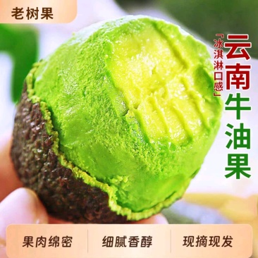 云南牛油果一件代发产地直发一手货源对接各大电商平台