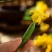 【实力货源】黄瓜花产地直发新鲜采摘脆甜沙拉菜