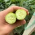 【精品奶油黄瓜】产地新鲜采摘现摘现发全国供应