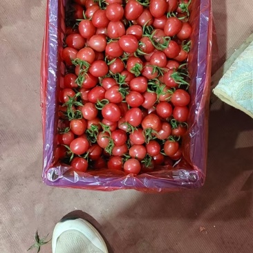 千禧圣女果，小番茄，山东聊城产地直供，欢迎电话咨询