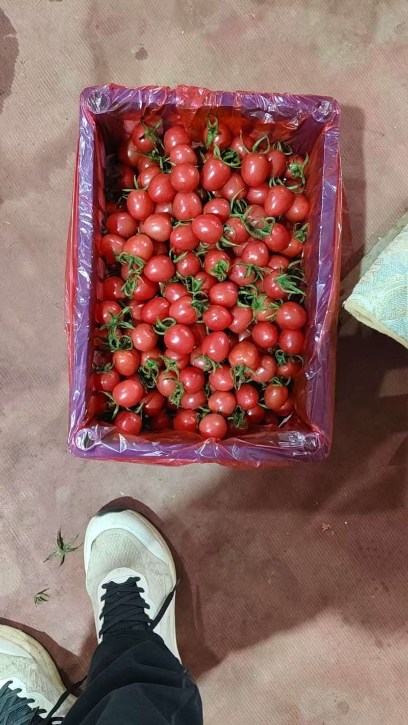 千禧圣女果，小番茄，山东聊城产地直供，欢迎电话咨询