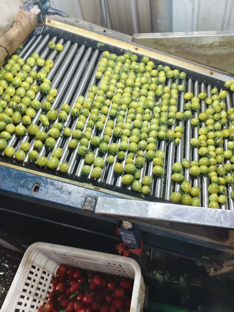 青田圣女果各种规格齐全产地直供大量供应