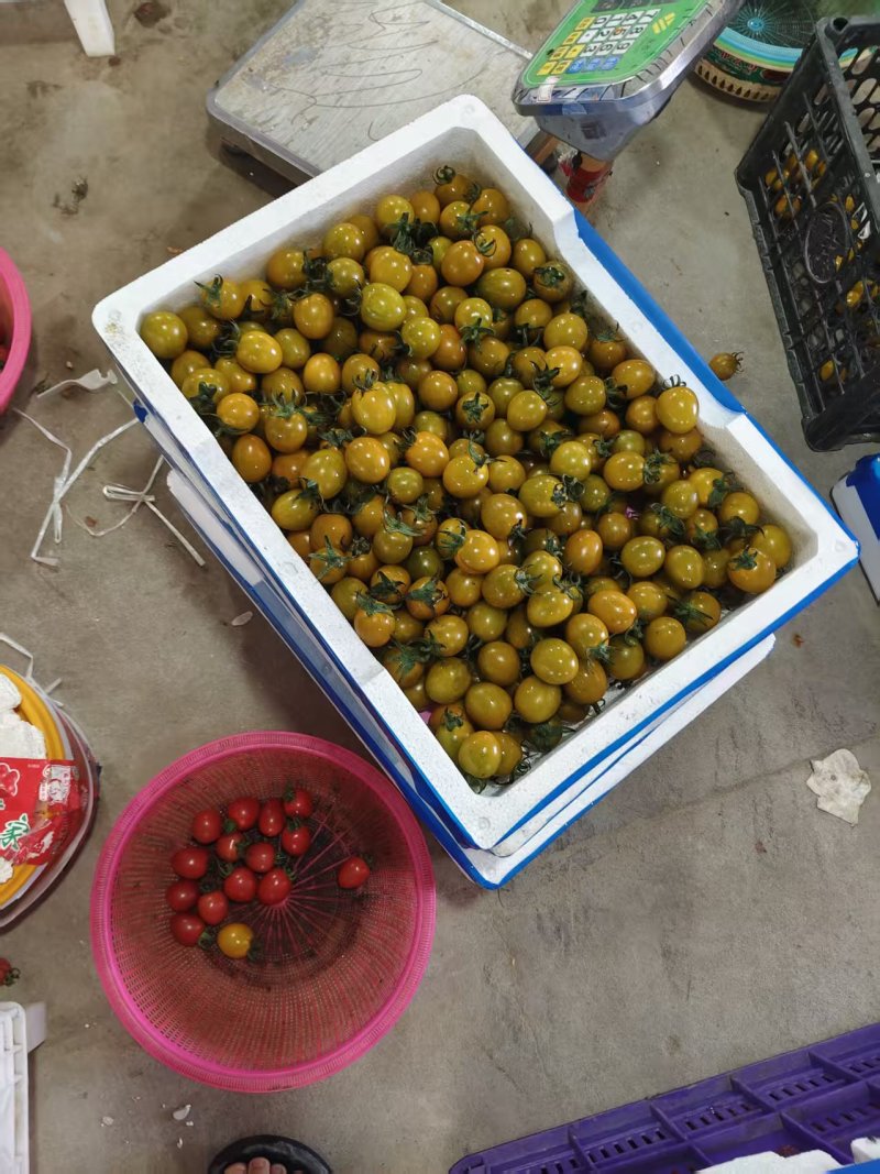 糖伯虎圣女果【精品圣女果】对接批发采购欢迎电话咨询