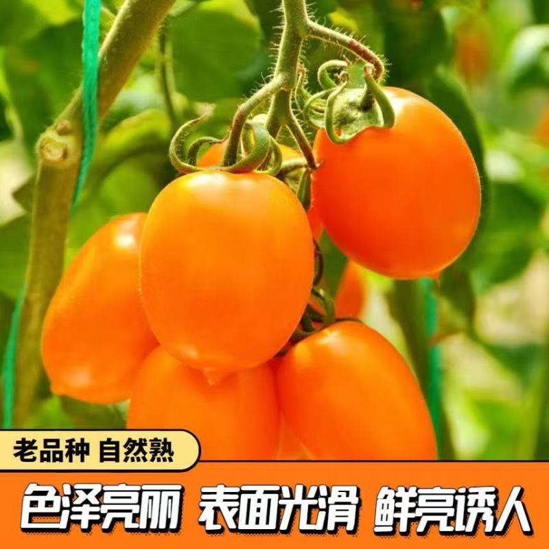 【寿光辉煌】辉煌小番茄产地现摘现发全国供应欢迎咨询