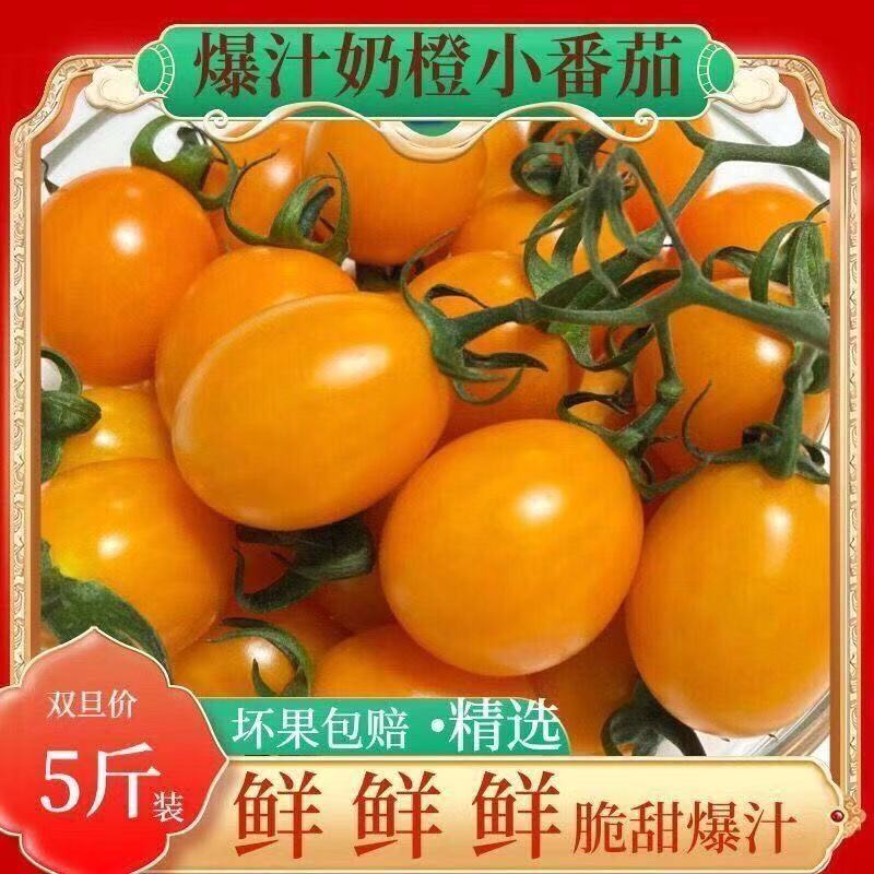 【寿光辉煌】辉煌小番茄产地现摘现发全国供应欢迎咨询