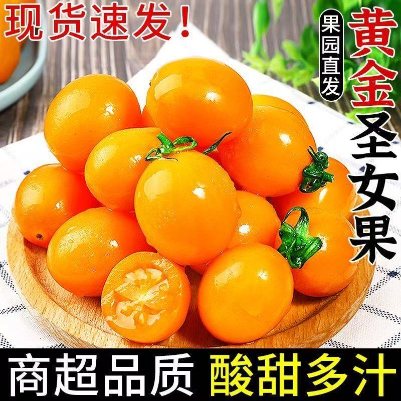 【寿光辉煌】辉煌小番茄产地现摘现发全国供应欢迎咨询