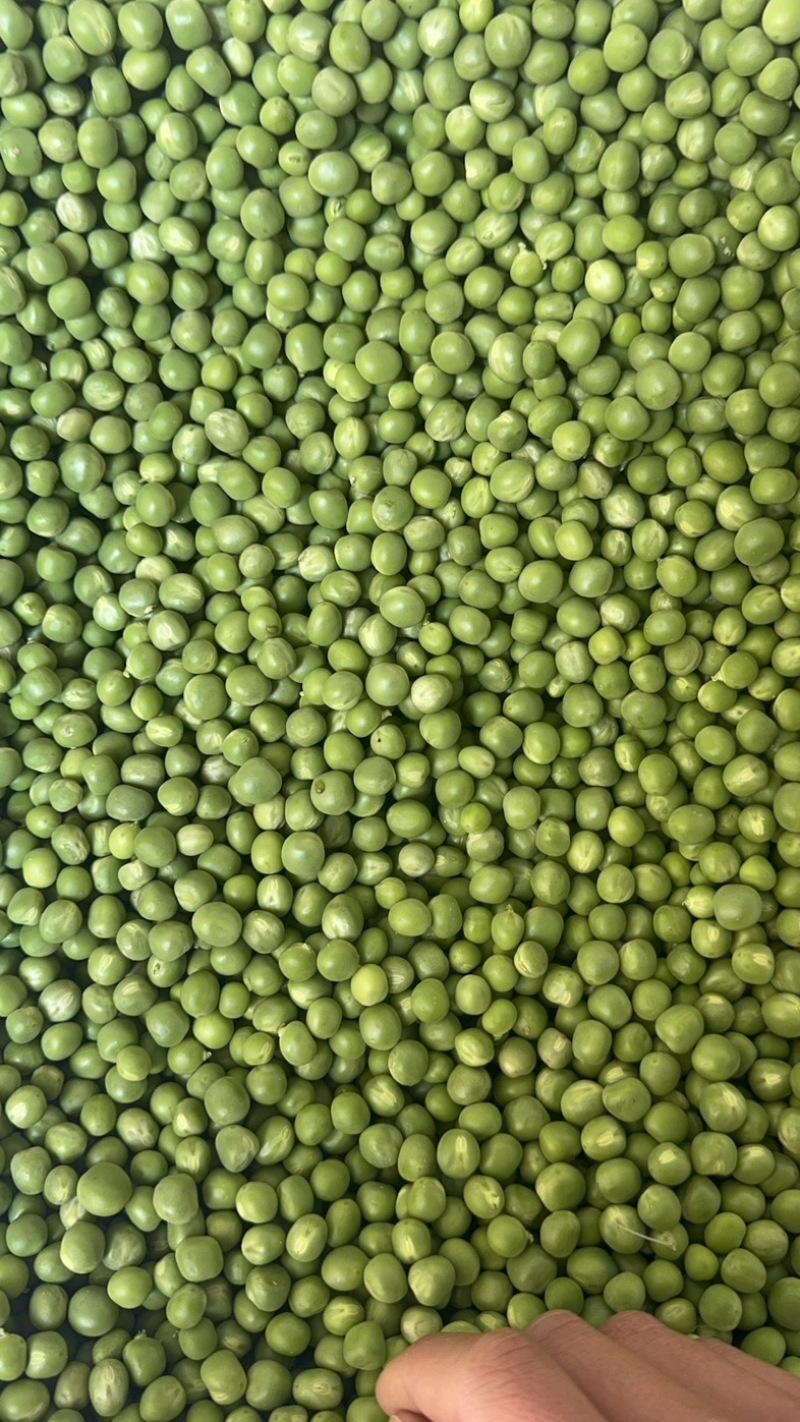 云南豌豆仁精品青豌豆仁全国发货可视频看货保质量