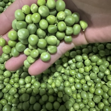 云南豌豆仁精品青豌豆仁全国发货可视频看货保质量