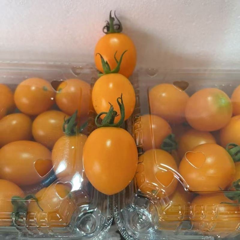 【精品辉煌】辉煌小番茄产地直发现摘现发全国供应欢迎咨询