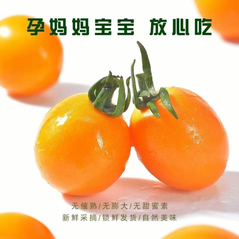 【精品辉煌】辉煌小番茄产地直发现摘现发全国供应欢迎咨询