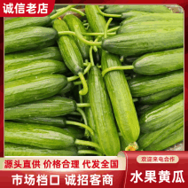 山东特级水果黄瓜大量上市对接商超档口可视频看货