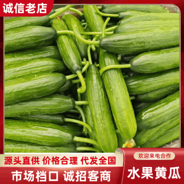 山东特级水果黄瓜大量上市对接商超档口可视频看货