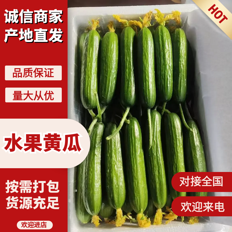 【热卖推荐】水果黄瓜质优价廉产地直发对接批发市场商超电商