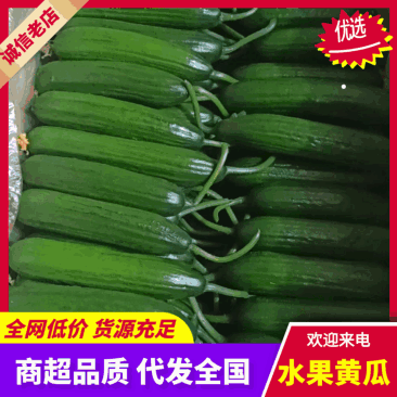 精品水果黄瓜种植基地现摘现发口感清脆对接全国