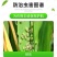 25%联苯噻虫胺联苯菊酯噻虫胺杀虫剂蚜虫蓟马跳甲触杀胃毒
