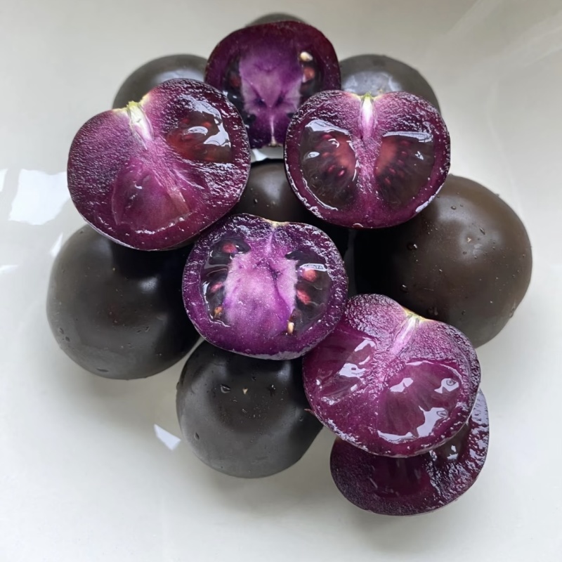 【精品花青子小番茄】产地直供现摘现发全国供应欢迎咨询