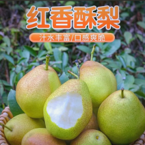 红香酥梨，个大皮薄，多汁，果肉细量大价优