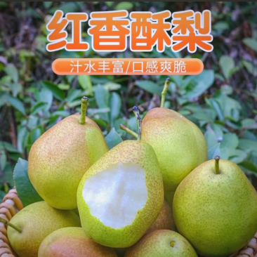 红香酥梨，个大皮薄，多汁，果肉细量大价优