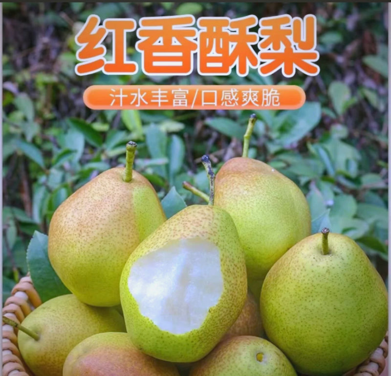 红香酥梨，个大皮薄，多汁，果肉细量大价优