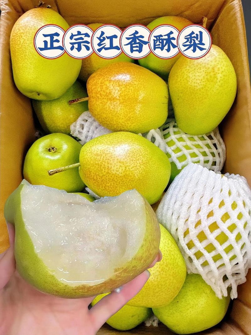 红香酥梨，个大皮薄，多汁，果肉细量大价优