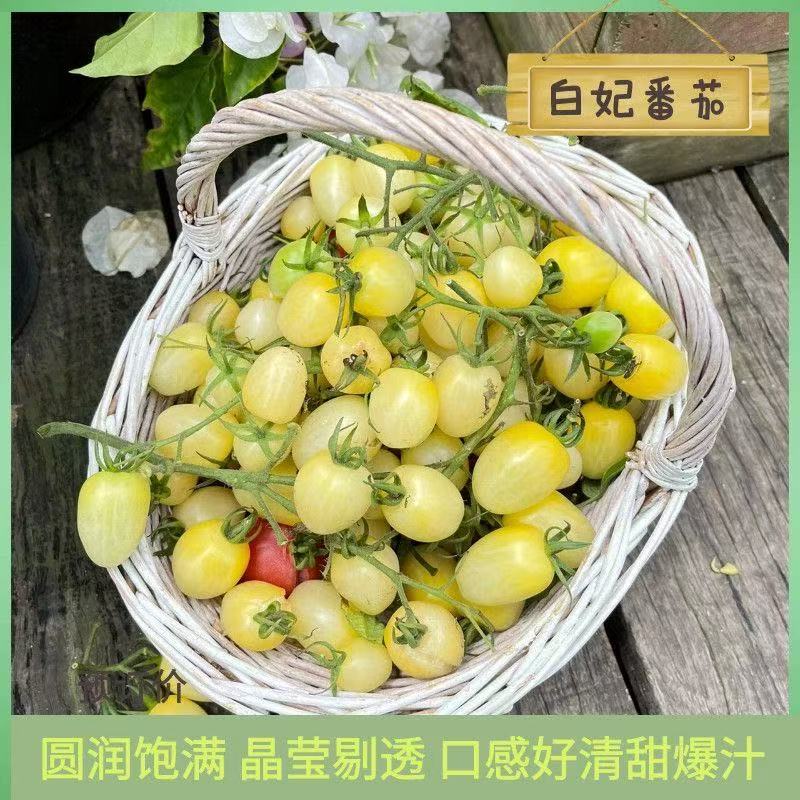 【精品白妃小番茄】新鲜采摘产地直发全国供应欢迎咨询