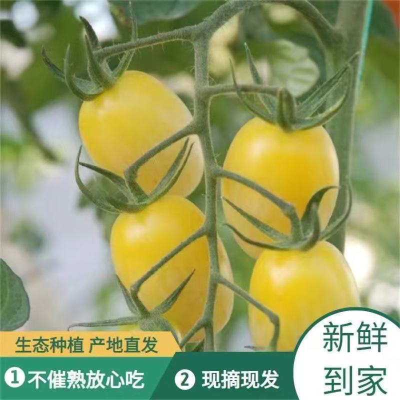 【精品白妃小番茄】新鲜采摘产地直发全国供应欢迎咨询