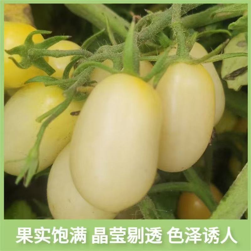 【精品白妃小番茄】新鲜采摘产地直发全国供应欢迎咨询
