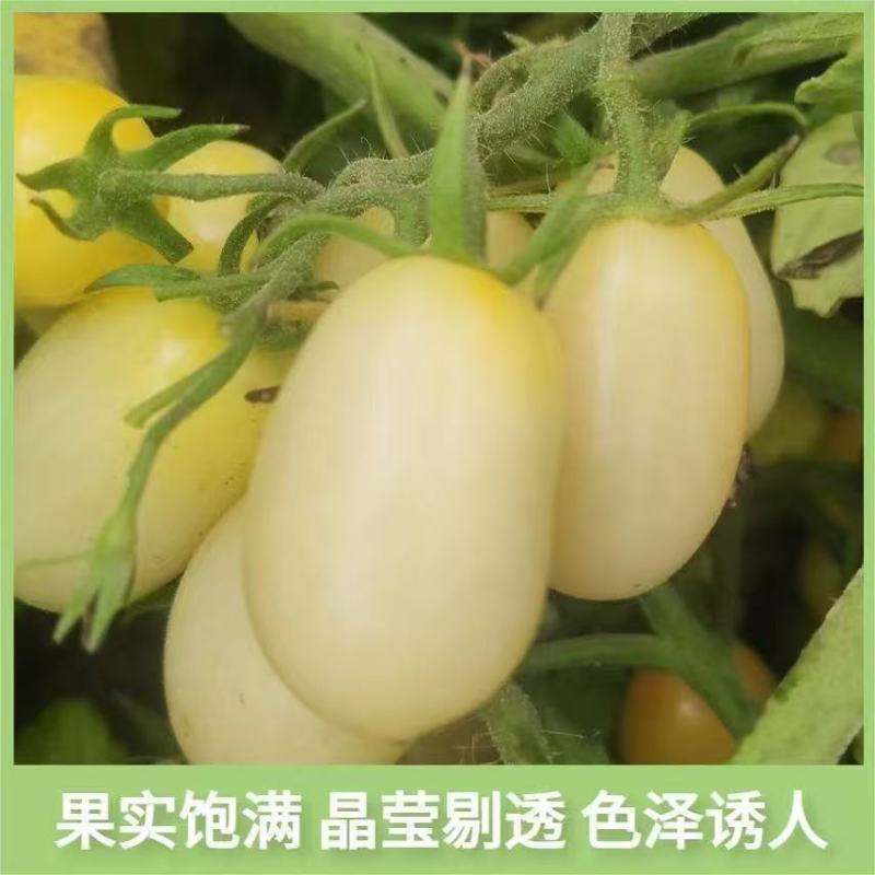 【精品白妃小番茄】新鲜采摘产地直发全国供应欢迎咨询