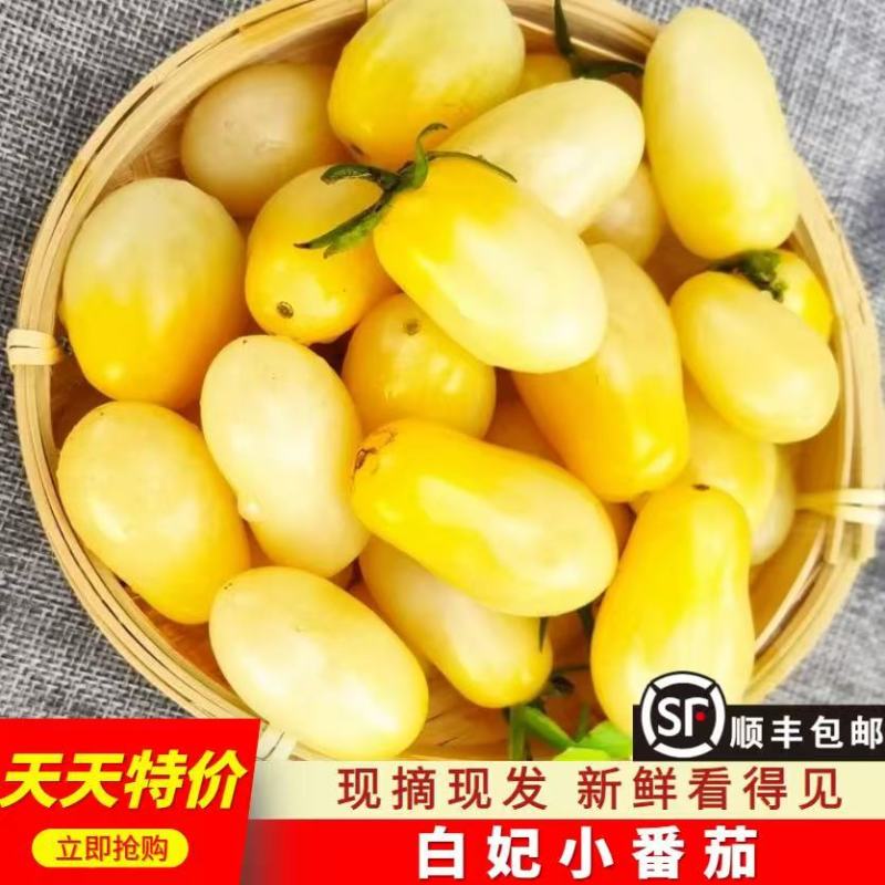 【精品白妃小番茄】新鲜采摘产地直发全国供应欢迎咨询