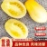 【精品白妃小番茄】新鲜采摘产地直发全国供应欢迎咨询