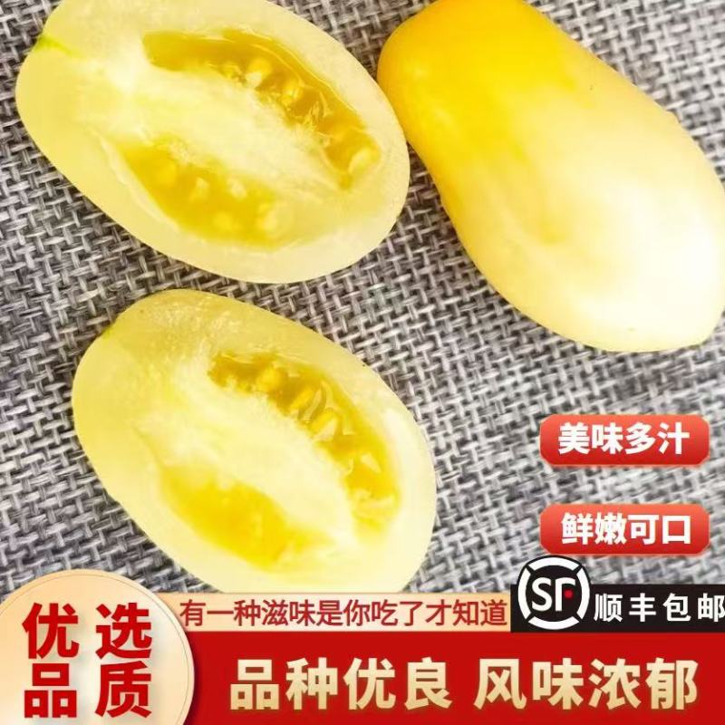 【精品白妃小番茄】新鲜采摘产地直发全国供应欢迎咨询