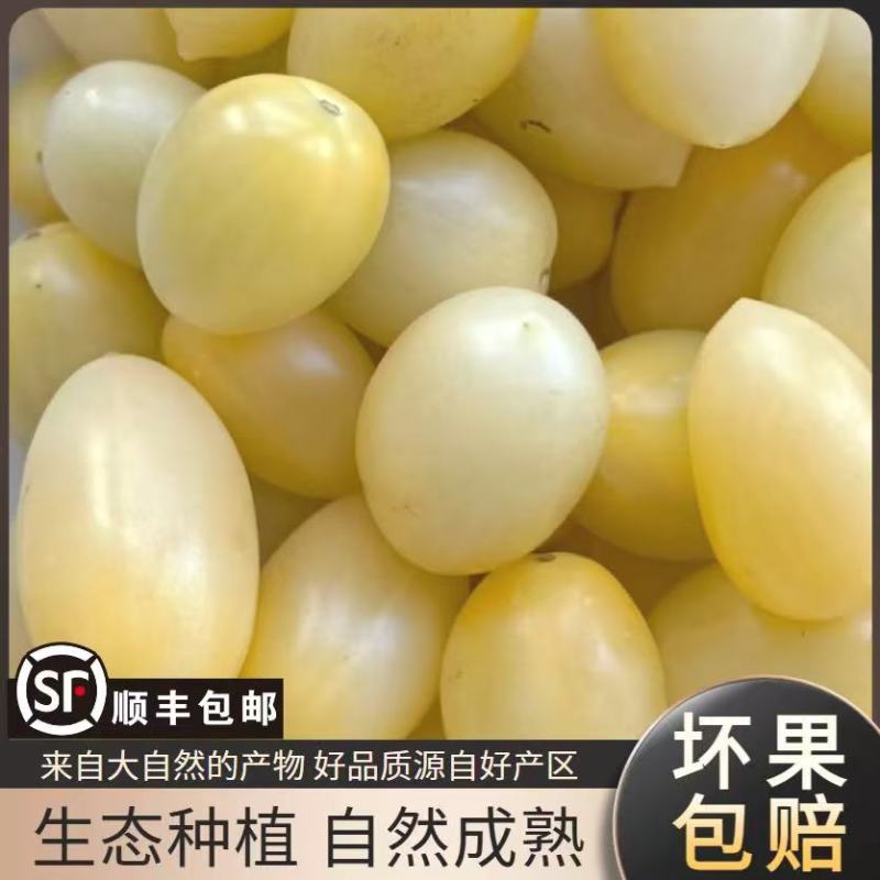 【精品白妃小番茄】新鲜采摘产地直发全国供应欢迎咨询