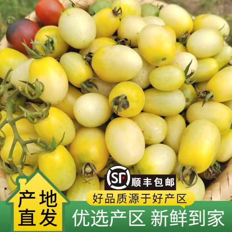 【精品白妃小番茄】新鲜采摘产地直发全国供应欢迎咨询