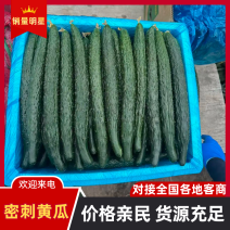 商丘夏邑密刺黄瓜大量上市，质量保证价格合理童叟无欺