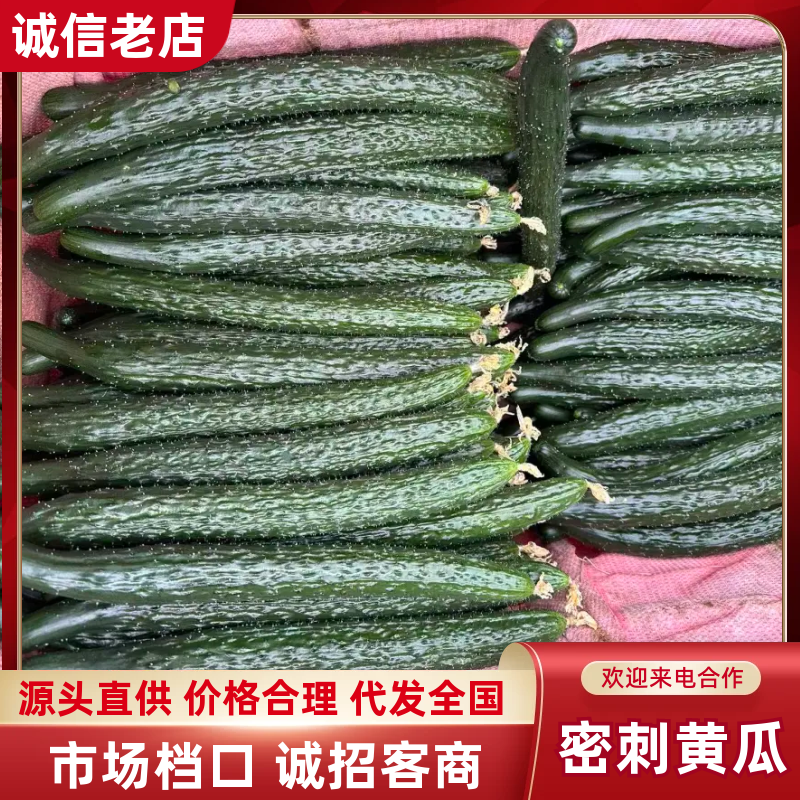 密刺黄瓜干花带刺22~25公分产地直供价格合理对接全国