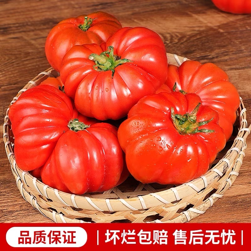 【寿光粉马蹄番茄】产地直发现摘现发新鲜直供欢迎咨询
