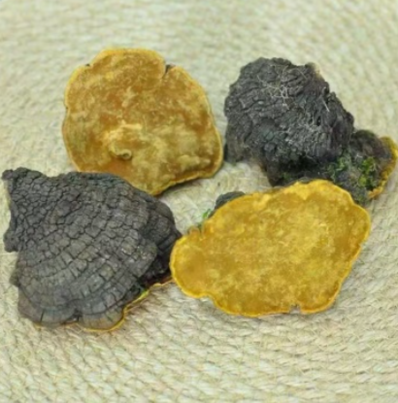 桑黄紫油桑黄桑黄紫油桑黄桑黄紫油桑黄批发