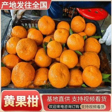 丑橘【黄果柑】基地直供，质量保证，对接商超，电商！
