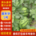 嘉年华5号基地直发，大量供应，口感好，可发全国