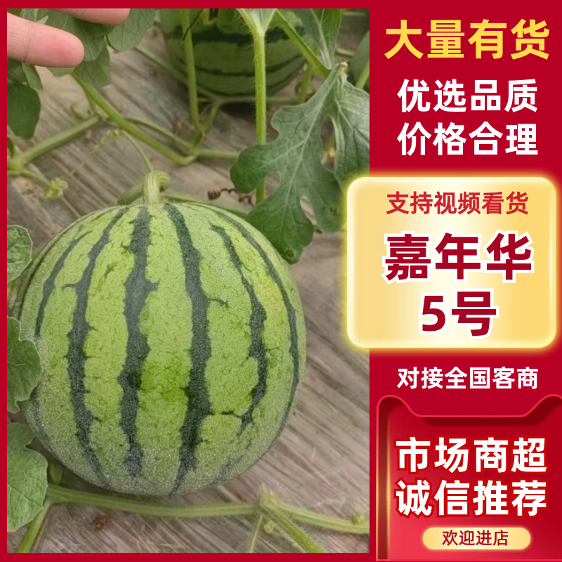 嘉年华5号基地直发，大量供应，口感好，可发全国