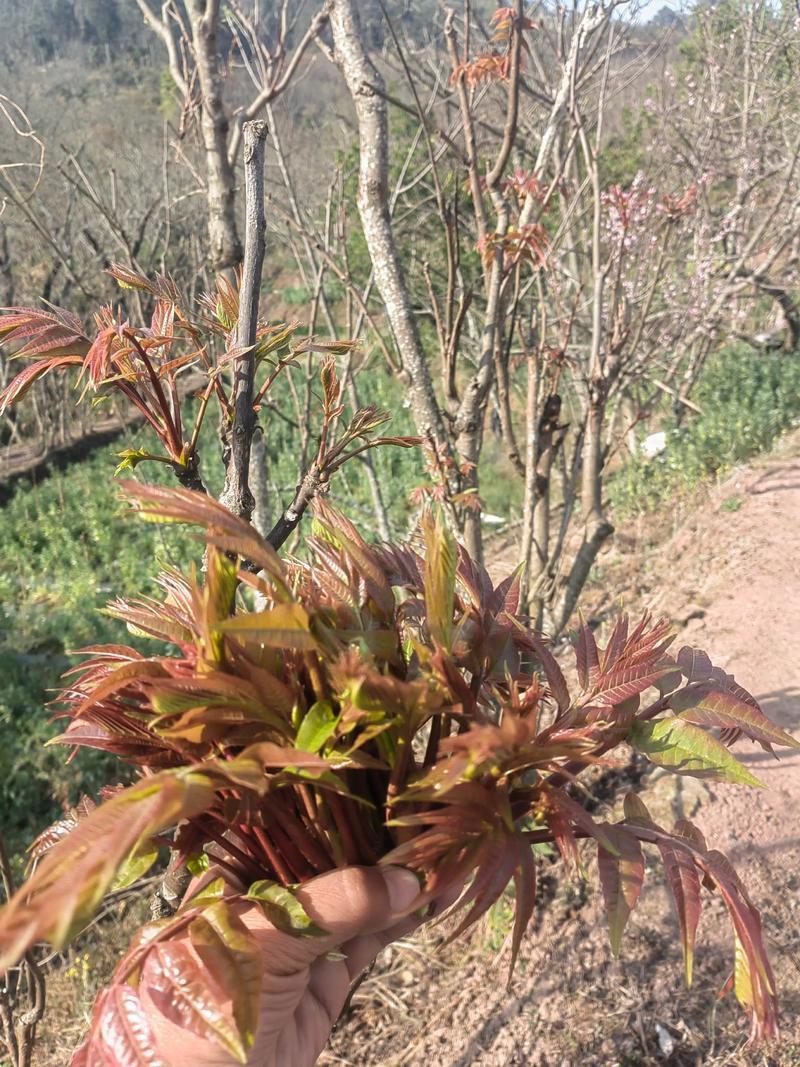 山西香椿芽红香椿芽一手货源对接电商市场商超可视频