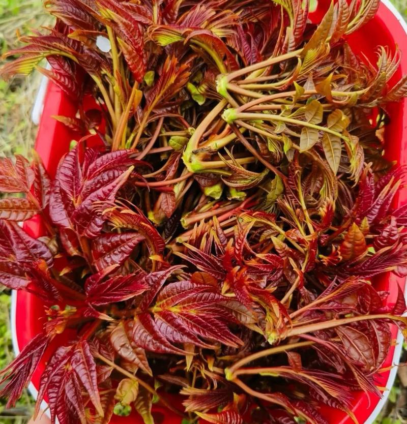 山西香椿芽红香椿芽一手货源对接电商市场商超可视频