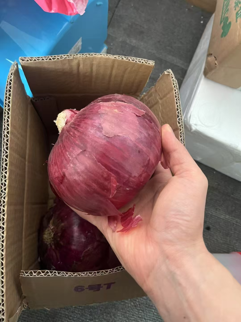 【热销】河南洋葱大量有货，电商市场，欢迎来电咨询